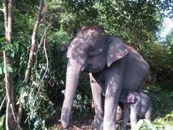 Lucunya Bayi Gajah Lisa yang Lahir di TN Tesso Nilo Riau, ini Penampakannya