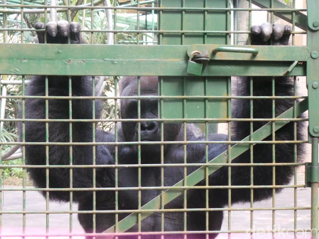 Mengenal Perilaku Gorila dan Cara Menghadapinya