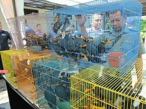 Pengiriman 90 Ekor Beo asal Kalimantan Digagalkan