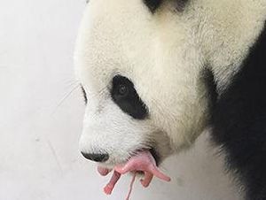 Peristiwa Langka! Bayi Panda Raksasa Lahir di Belgia