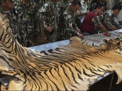 Biksu di Thailand Ditahan karena Diduga Menyelundupkan Harimau