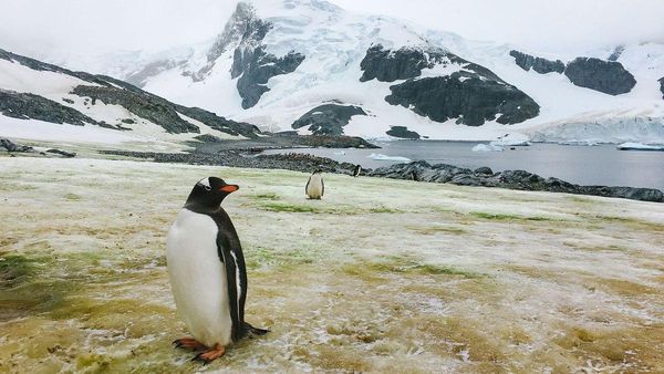 Memotret Suhu Minus Antartika Lewat iPhone