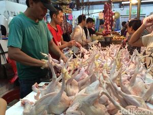 Harga Ayam Tinggi, Pedagang: Karena Banyak Broker