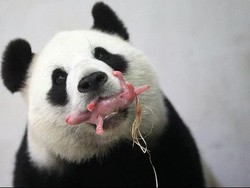 Kelahiran Langka Panda di Konsulat Kehormatan Indonesia di Belgia