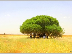 Kisah Sahabat Nabi yang Masih Hidup dan Berusia 1.400 Tahun, Ini Faktanya