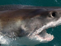 Peselancar yang Kakinya Putus Digigit Hiu di Australia Barat Akhirnya Tewas