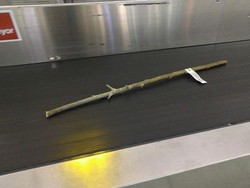 Kisah Batang Pohon di Bandara yang Bikin Heboh Netizen