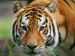 Harimau Bengal di Kebun Binatang Canberra Disuntik Mati