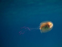 Foto Ikan di Dalam Ubur-ubur di Pantai Byron Bay Australia Mendunia