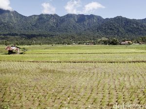RI Butuh Peta Akurat Agar Anggaran Cetak Sawah Baru Tepat Sasaran RI Butuh Peta Akurat Agar Anggaran Cetak Sawah Baru Tepat Sasaran