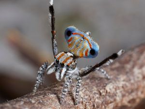Tarian Merak Ala Laba-laba Unik di Australia