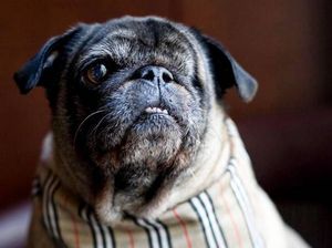 Saat Anjing Mempersatukan Pendukung Hillary Clinton & Donald Trump Saat Anjing Mempersatukan Pendukung Hillary Clinton & Donald Trump