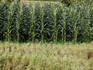 Brasil Sukses Ubah Tebu & Jagung Jadi BBM, Apakah Lebih Ramah Lingkungan?