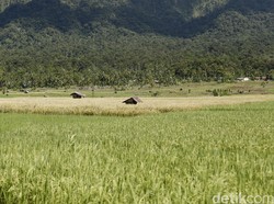 Kementan Fokus Atasi Rentan Rawan Pangan di Indonesia Timur