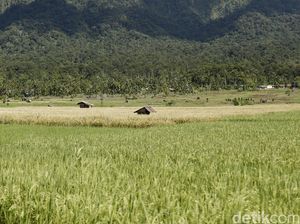 Kementan Fokus Atasi Rentan Rawan Pangan di Indonesia Timur Kementan Fokus Atasi Rentan Rawan Pangan di Indonesia Timur
