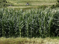Bulog Belum Serap Jagung Petani di Dompu, Ini Alasannya