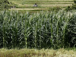 Bulog Belum Serap Jagung Petani di Dompu, Ini Alasannya Bulog Belum Serap Jagung Petani di Dompu, Ini Alasannya