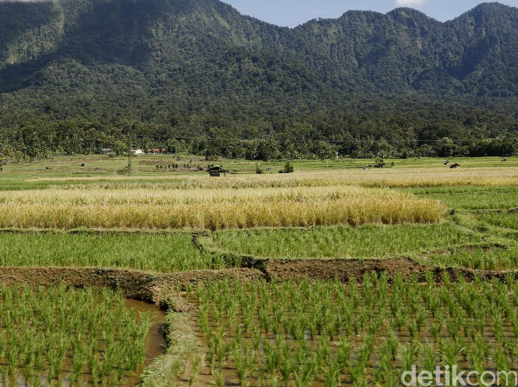 Data Luas Sawah yang Dilindungi di Jawa Barat: Indramayu Terluas!