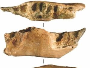 Ini Cerita Temuan Fosil Gigi Pertama Manusia Purba dari Mata Menge