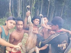 6 Pemuda yang Unggah Tangkap Bekantan di Facebook Diciduk: Bekantan Sudah Dibunuh