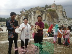 Melihat Kunker Titiek Soeharto di Yogya: Bagi Bibit Sapi dan Kelinci