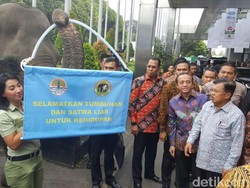 JK Disambut 2 Ekor Gajah Saat Hadiri Pekan Lingkungan Hidup