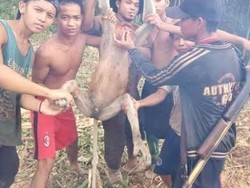 Pemuda yang Tangkap Bekantan dan Unggah di Facebook Berada di Kalimantan Timur