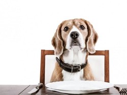 Di Restoran Ini Anjing Bisa Makan dengan Menu Istimewa