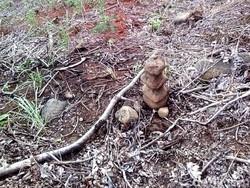 Berada di Lahan Luas, Begini Wujud Ceceran Batu Aneh Mirip Bidak di Sukabumi