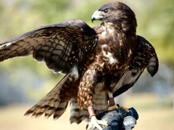 Sekolah Ini Rekrut Elang untuk Cegah Pencurian Makan Siang Murid