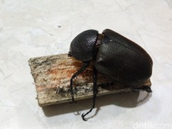 Banyuwangi Punya Spesies Kumbang Unik yang Diekspor Hingga Eropa