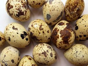 Tips dan Trik: Telur Puyuh Ceplok