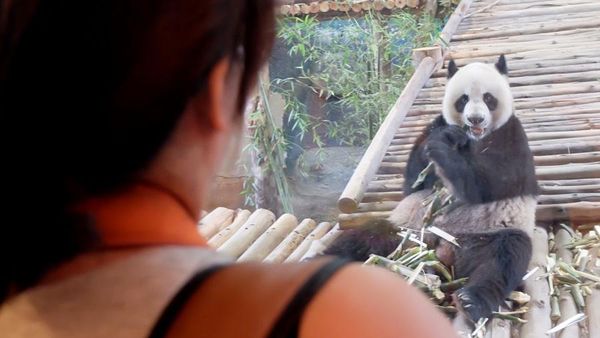 Tingkah Lucu Chuang Chuang, Panda di Bonbin Thailand