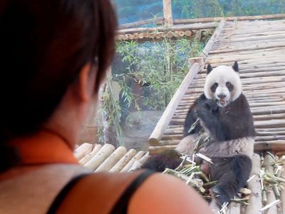 Tingkah Lucu Chuang Chuang, Panda di Bonbin Thailand