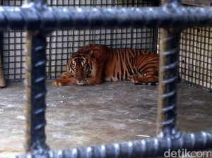 BKSDA Terima Laporan Baru, Total 4 Anak Harimau Mati di Bukittinggi