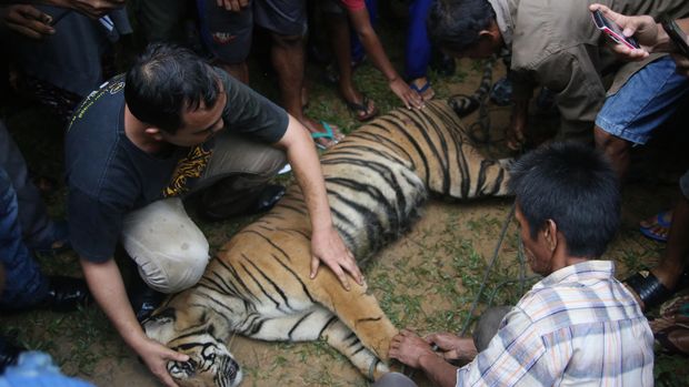 Petugas memeriksa kondisi seekor harimau Sumatera yang sudah dibius, di kawasan perbukitan Timbulun Aia Tajun, Nagari Sungai Liku, Sumatera Barat, 2016.