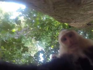 Monyet Nakal Ambil Kamera Turis AS Kemudian Selfie