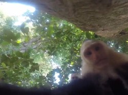 Monyet Nakal Ambil Kamera Turis AS Kemudian Selfie