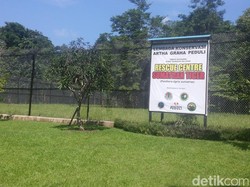 Melihat Konservasi Harimau Sumatera di Tambling Lampung yang Dikelola Tomy Winata