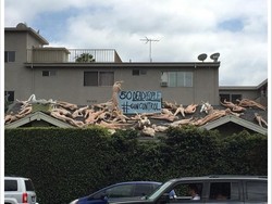 Respons Tragedi Orlando, Seniman Dunia Bikin Karya Seni