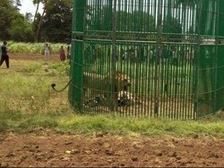 India Menggelar Pengadilan untuk Singa Pemakan Orang