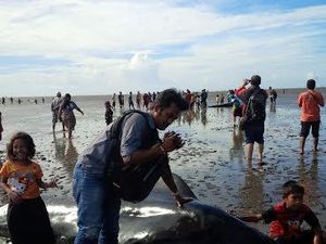 Puluhan Paus Terdampar di Perairan Probolinggo