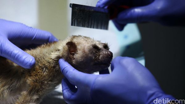 Melihat Lebih Dekat Pusat Rehabilitasi Primata Kukang