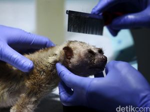 Melihat Lebih Dekat Pusat Rehabilitasi Primata Kukang