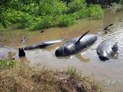 Paus Terdampar di Probolinggo karena Perubahan Cuaca