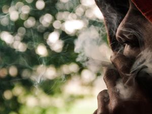 Hidup Sehat dengan Ganja, Benarkah?