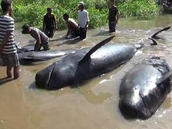 10 Ekor Paus Jenis Pilot Sirip yang Terdampar di Probolinggo Mati