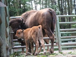 Anak Bison Pirang ini Belum Punya Nama Lho, Ada yang Usul ?