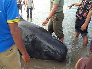 Dua dari 29 Paus yang Terdampar di Perairan Probolinggo Ditemukan Mati