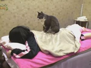 Datang ke Tempat Spa Ini, Anda Akan Dipijat Oleh Kucing